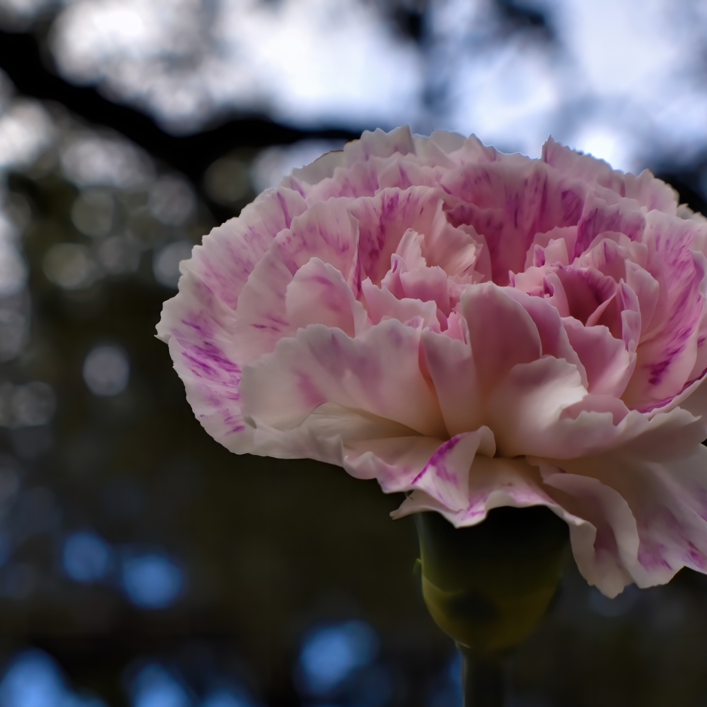 Красивая розовая гвоздика крупным планом