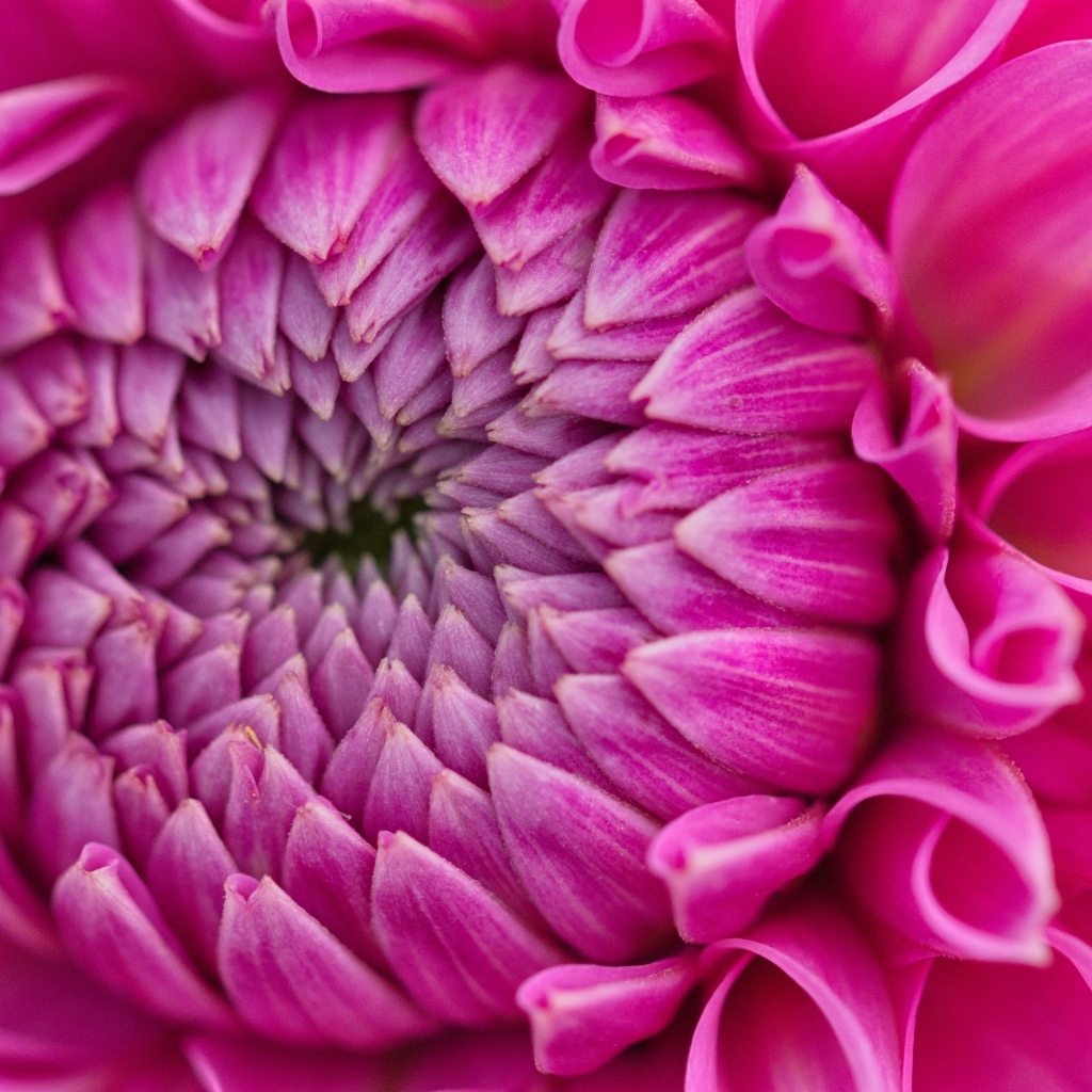 Красивый розовый цветок георгина крупным планом