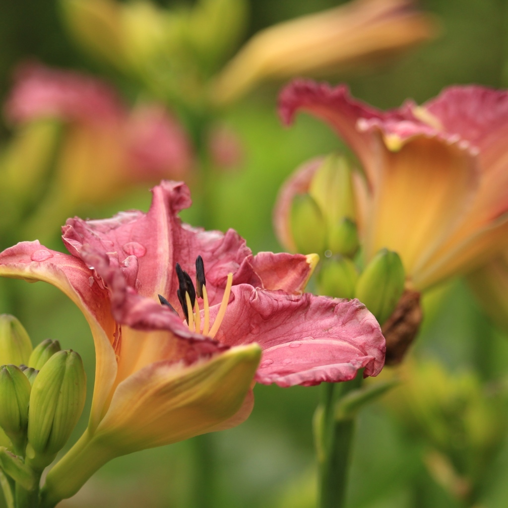 Красивые розовые цветы лилейник с бутонами на клумбе