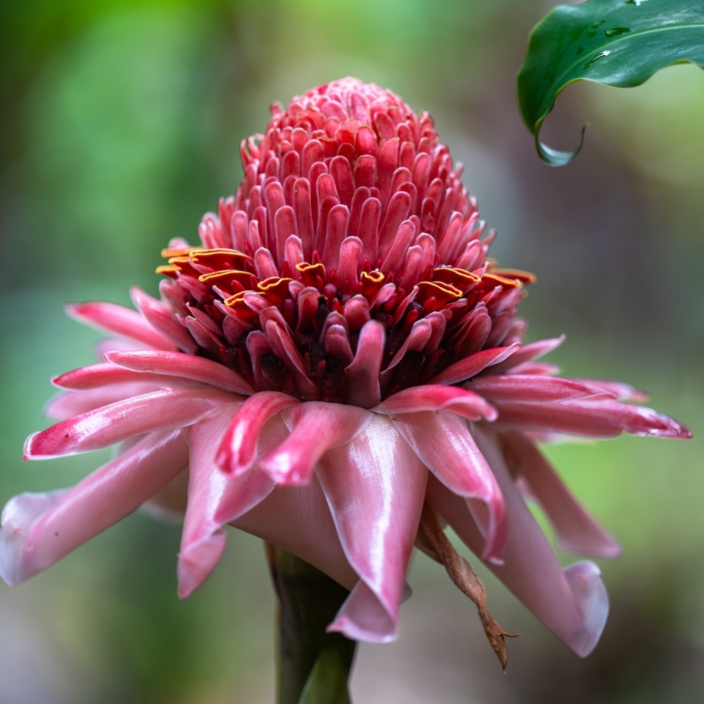 Красивый розовый цветок эхинацеи крупным планом