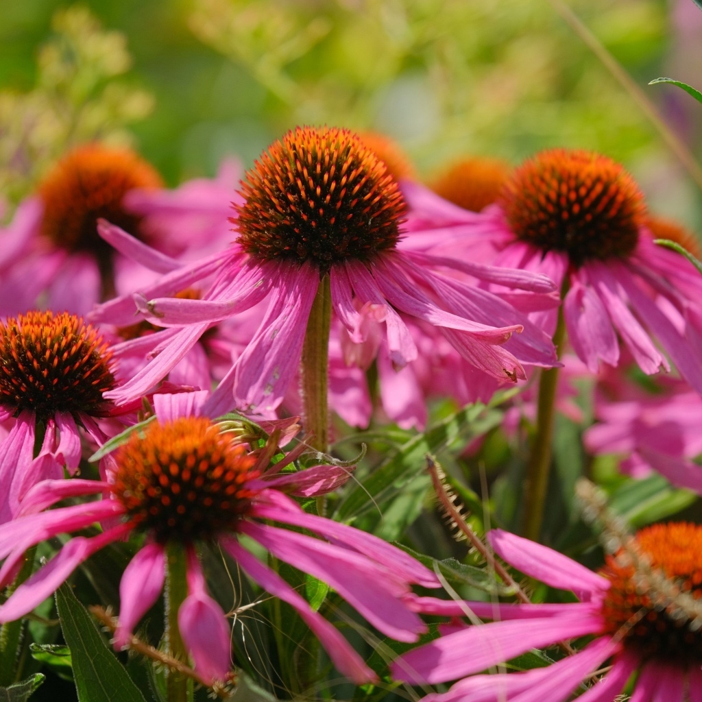 Красивые розовые цветы эхинацеи на клумбе