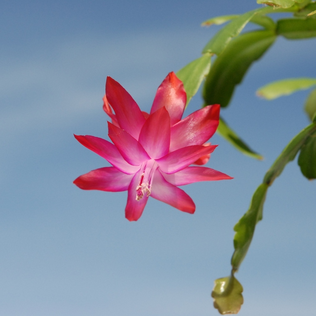 Красивый розовый цветок декабрист