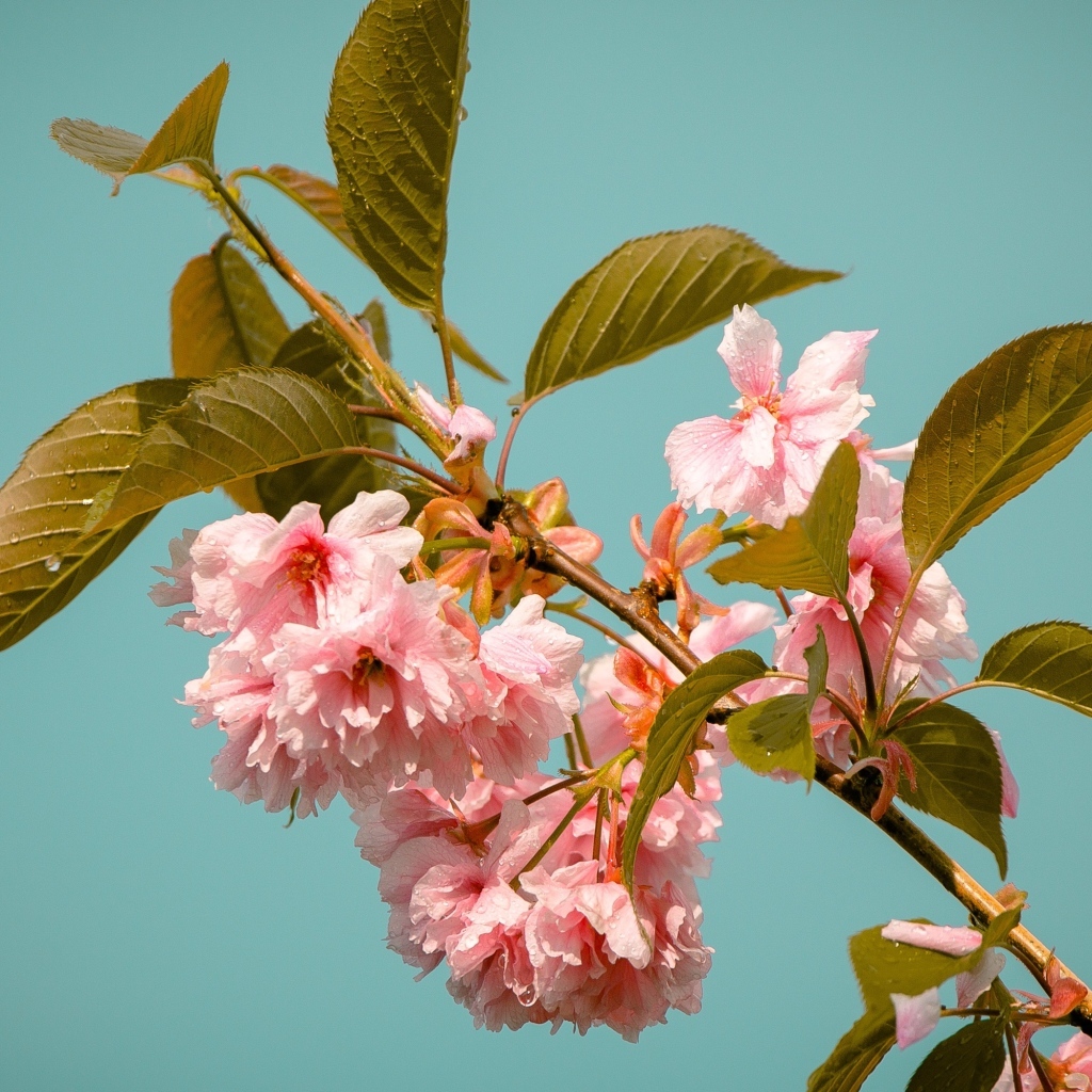 Красивые розовые цветы на ветках черешни 