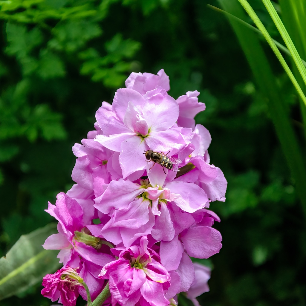 Красивый розовый садовый цветок