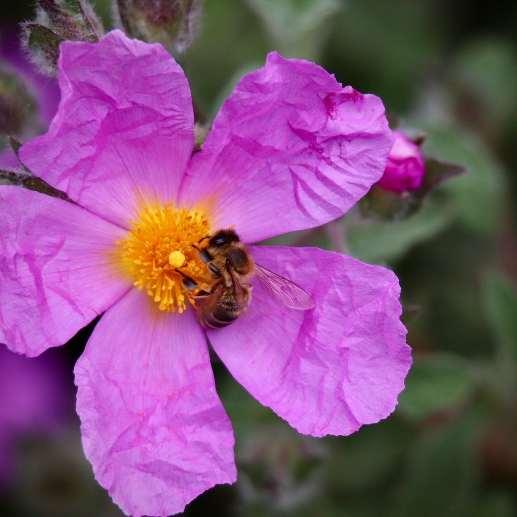 Красивый розовый садовый цветок с пчелой