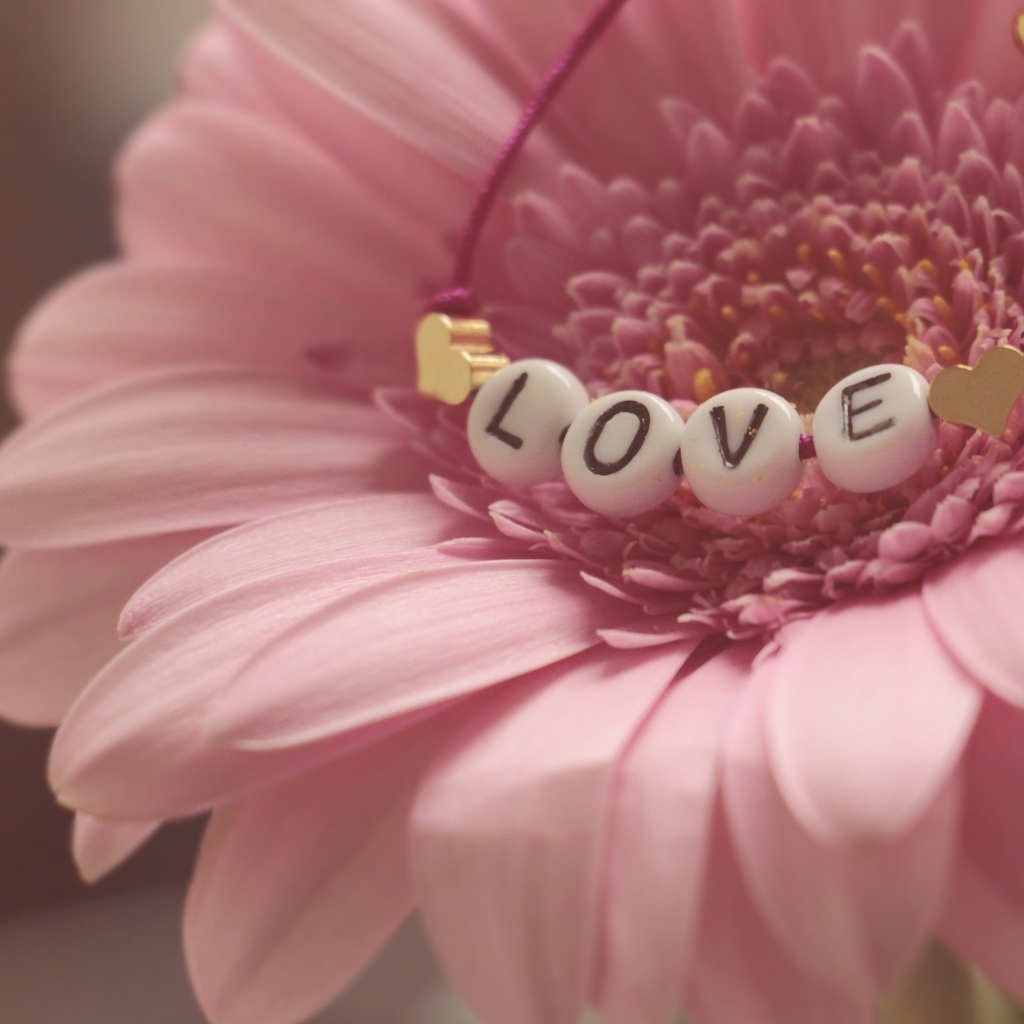 Красивая розовая гербера с надписью любовь