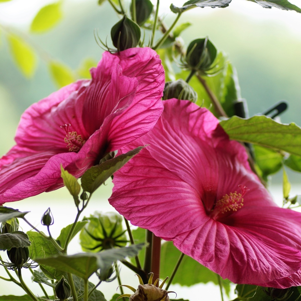 Красивый розовый цветок гибискуса