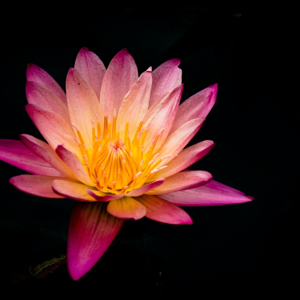 Красивый розовый цветок лотоса на черном фоне