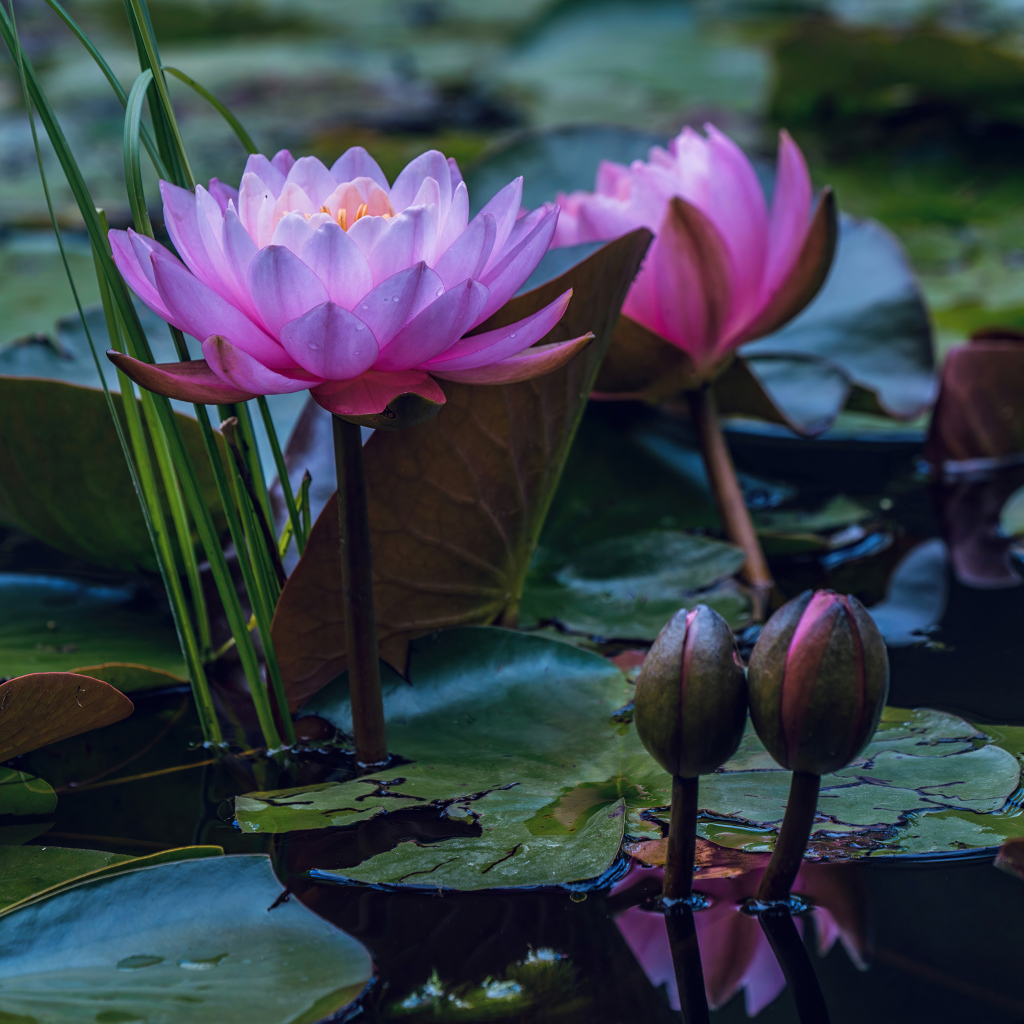 Красивые розовые цветы лотоса с бутонами в воде