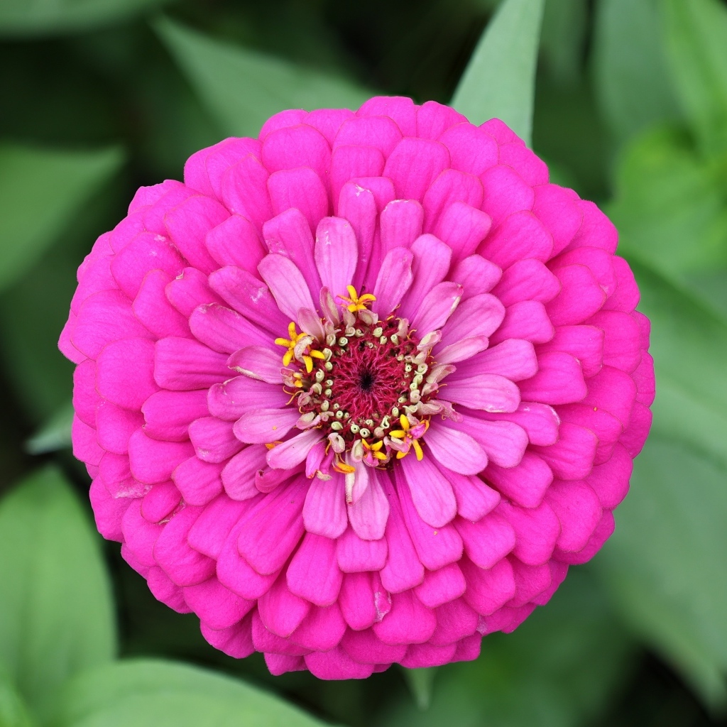 Красивый розовый пышный цветок цинния