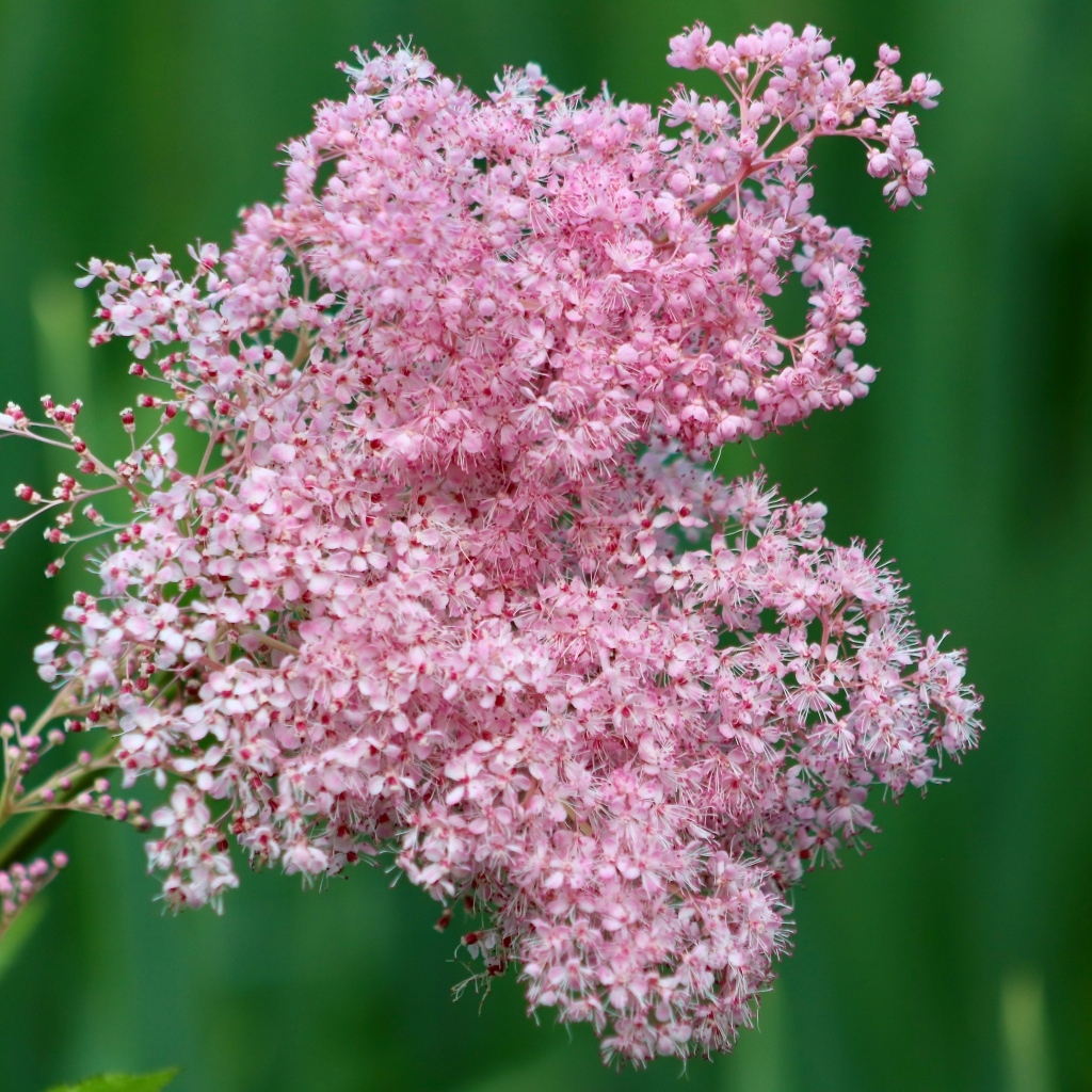 Красивый розовый цветок таволга