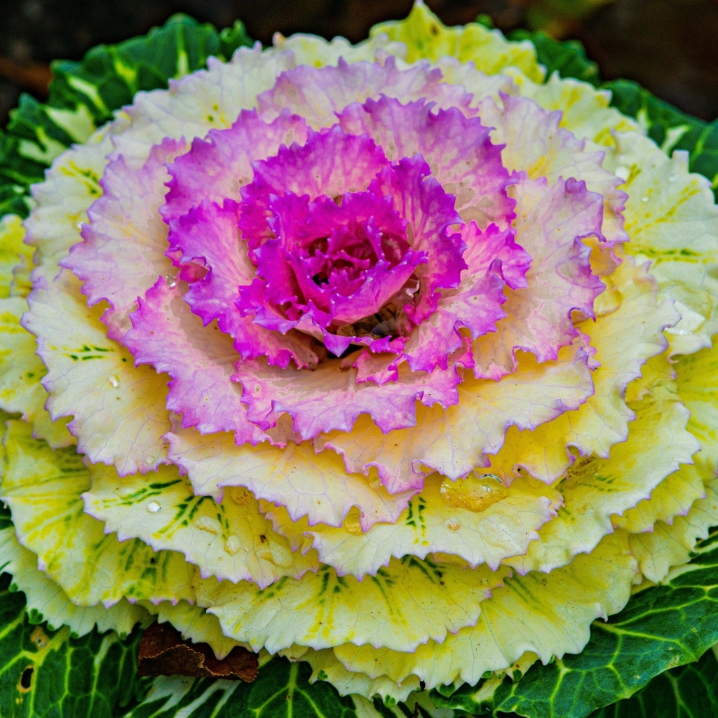 Красивый розовый цветок декоративной капусты