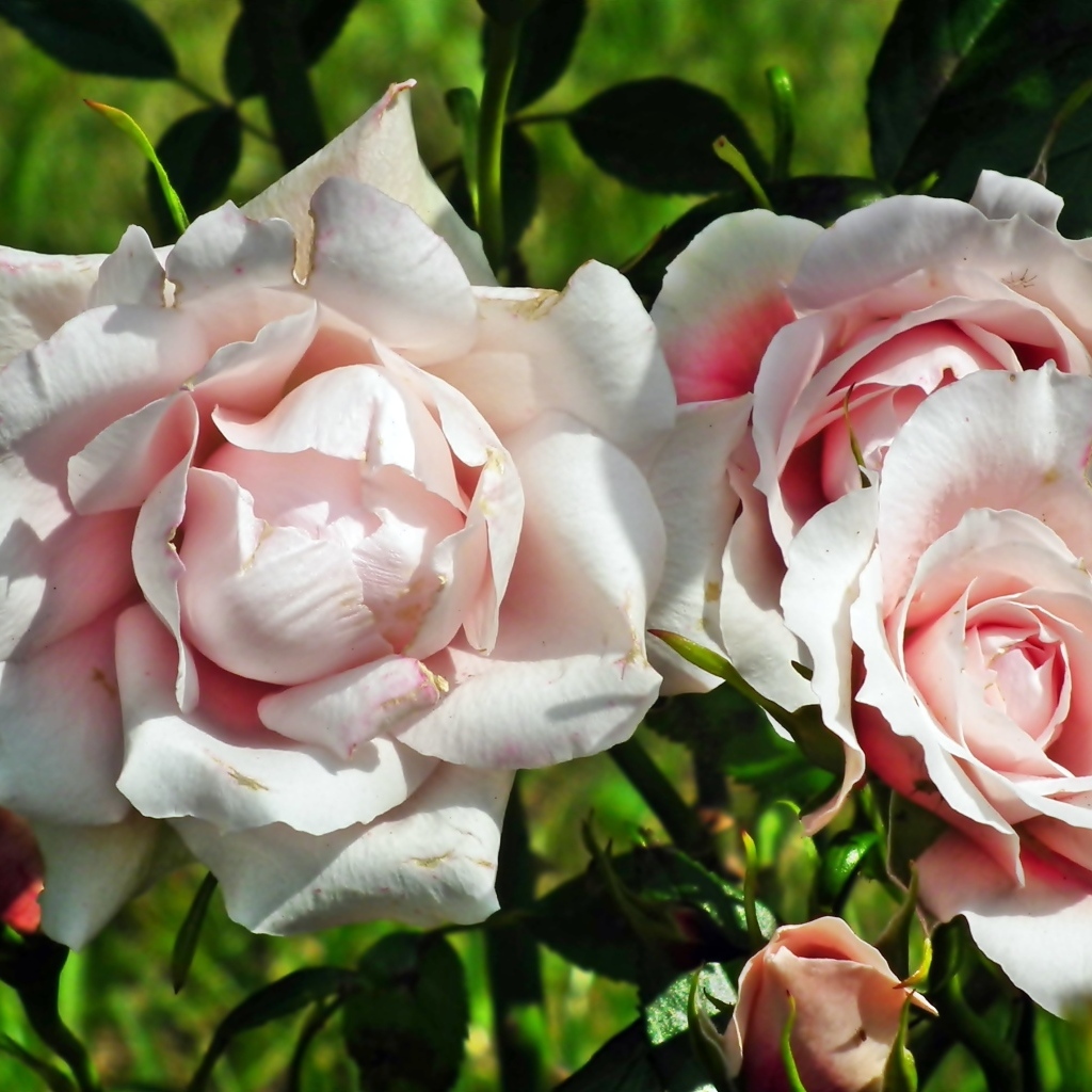 Красивые розовые парковые розы