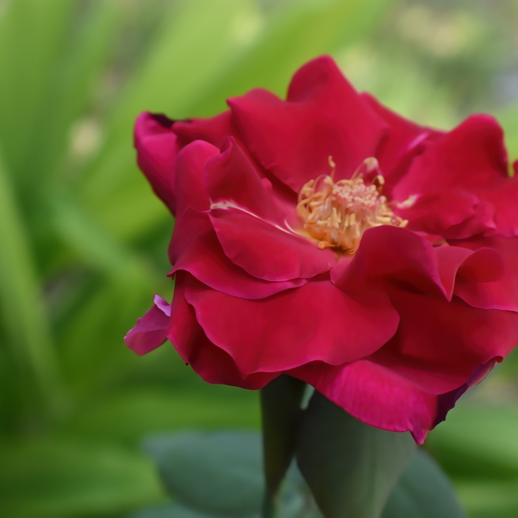 Красивая розовая роза крупным планом