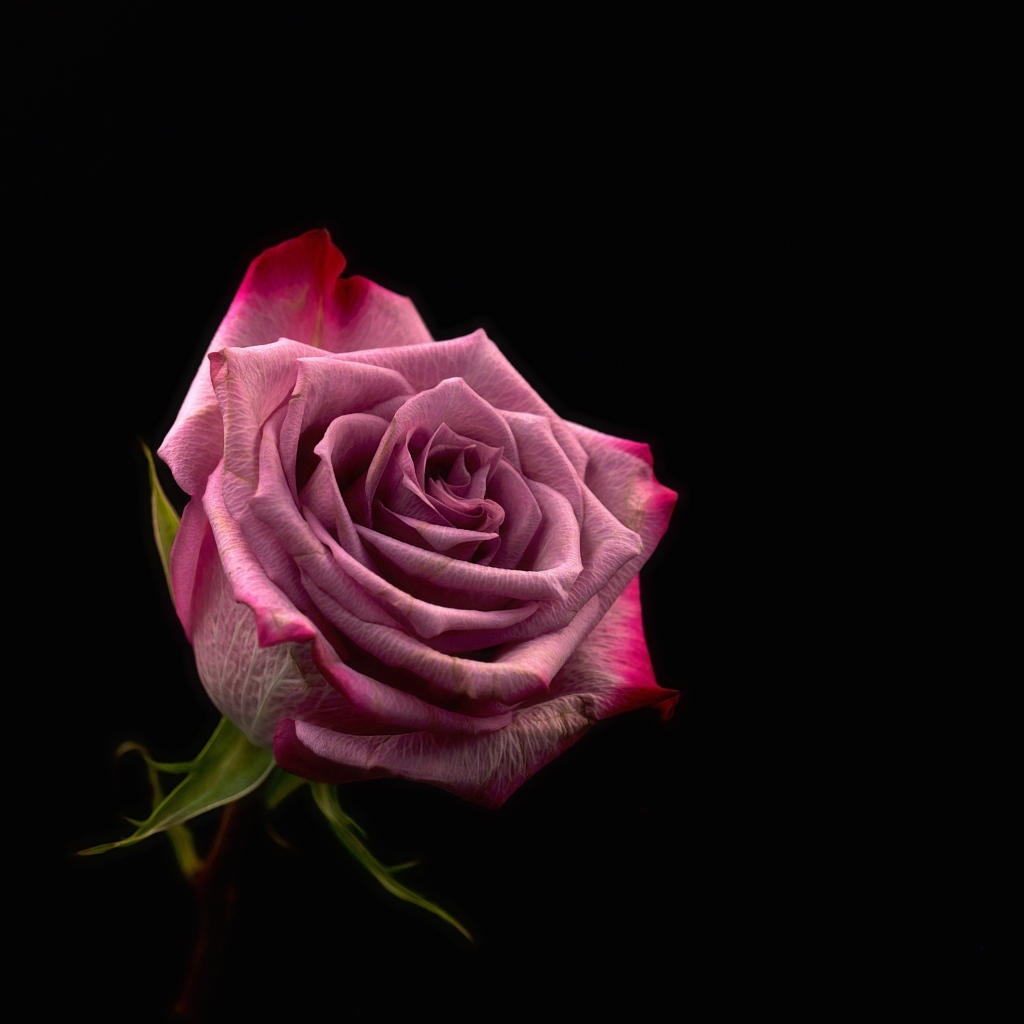 Красивая розовая роза на черном фоне
