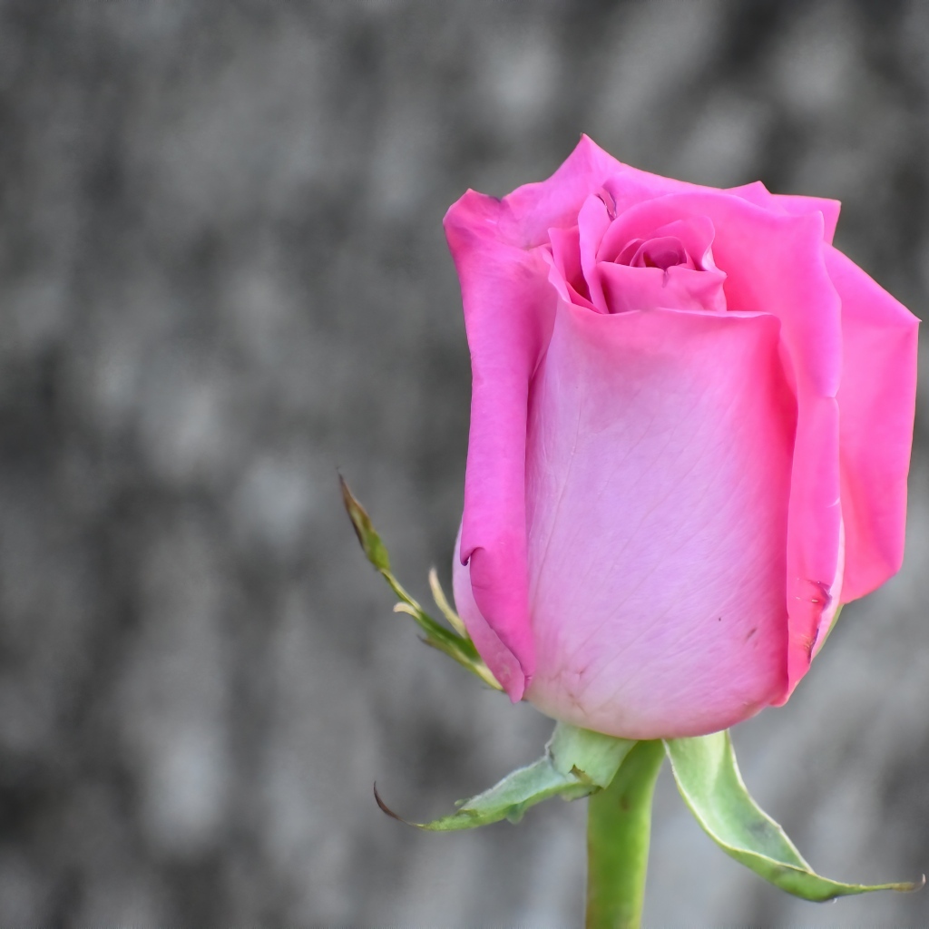 Красивая розовая роза на сером фоне