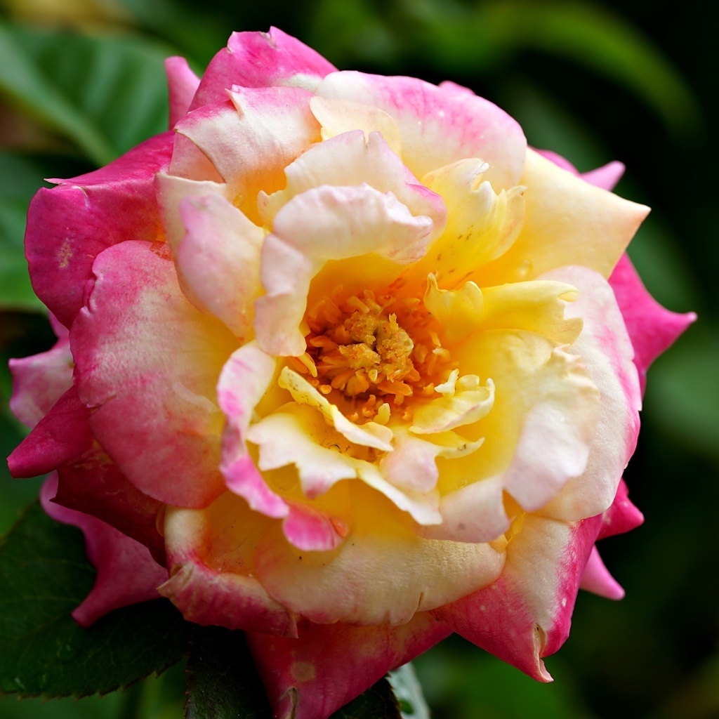 Красивая розовая роза с желтой серединкой близи