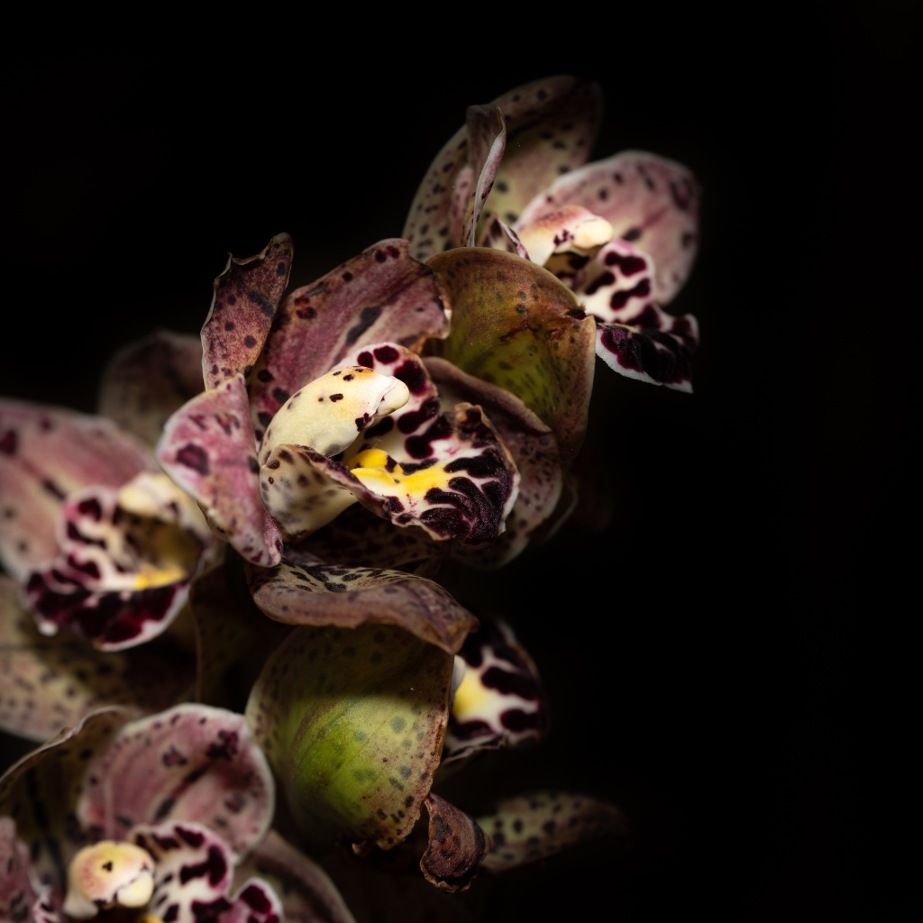 Красивая розовая пятнистая орхидея на черном фоне