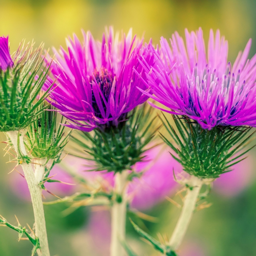 Красивые розовые цветы чертополоха