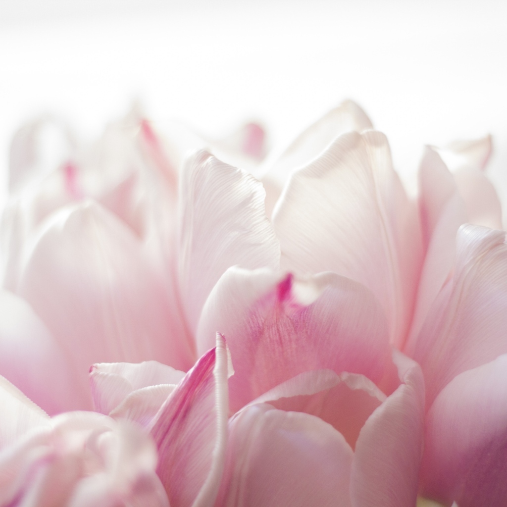 Красивые розовые лепестки тюльпана 