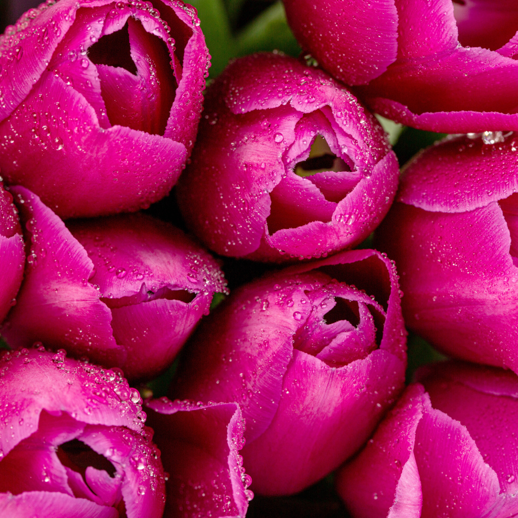 Красивые розовые тюльпаны в каплях росы крупным планом