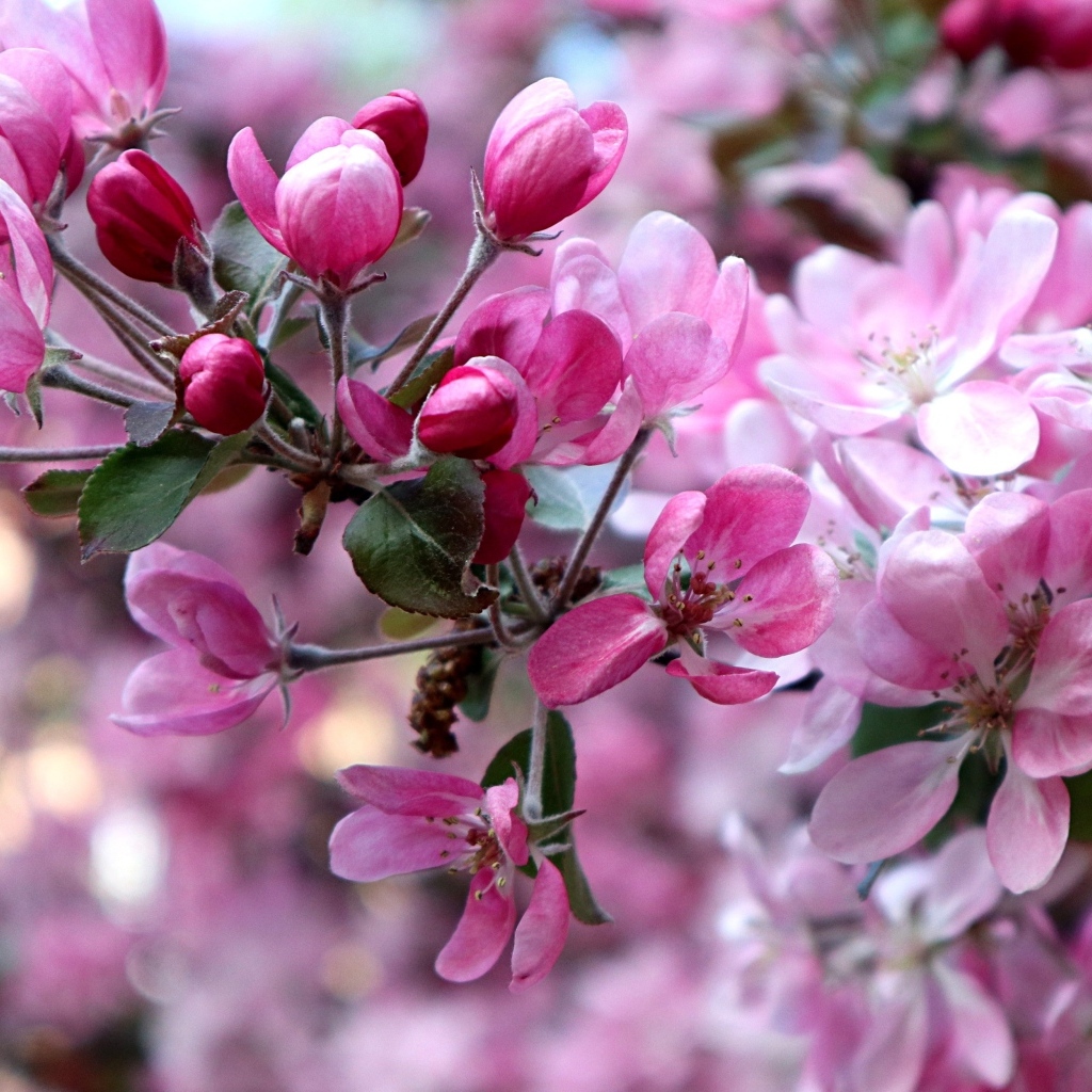 Красивые розовые  цветы дикой яблони 