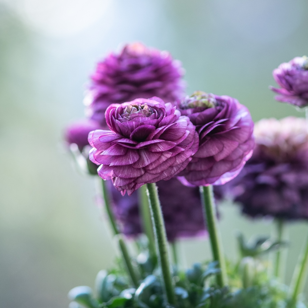 Красивые фиолетовые цветы лютика 