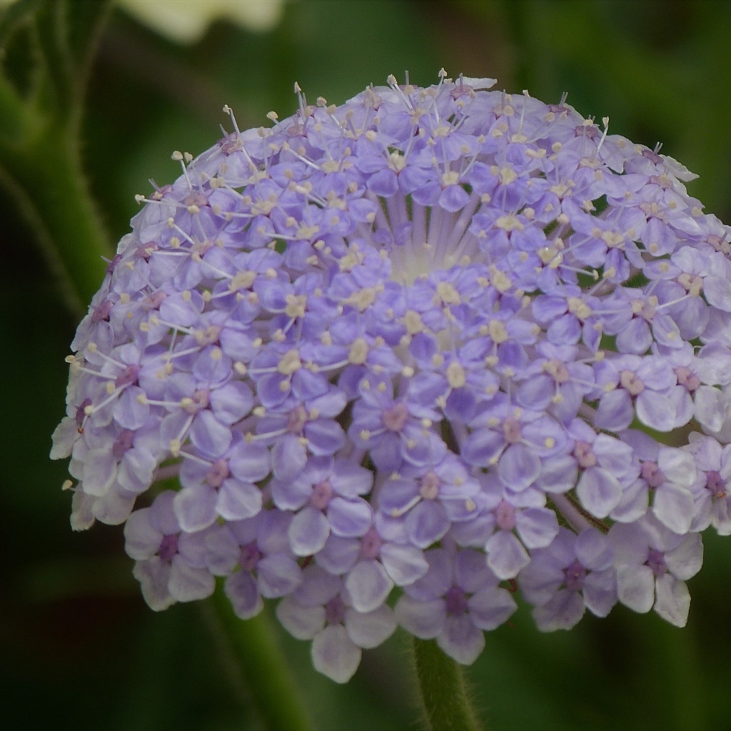 Красивый фиолетовый цветок скабиоза