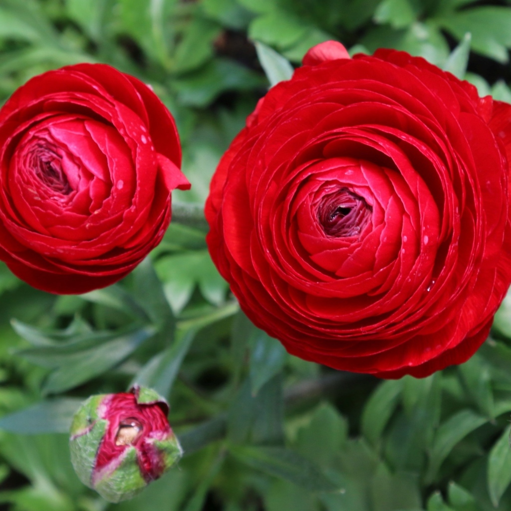 Красивые красные садовые лютики