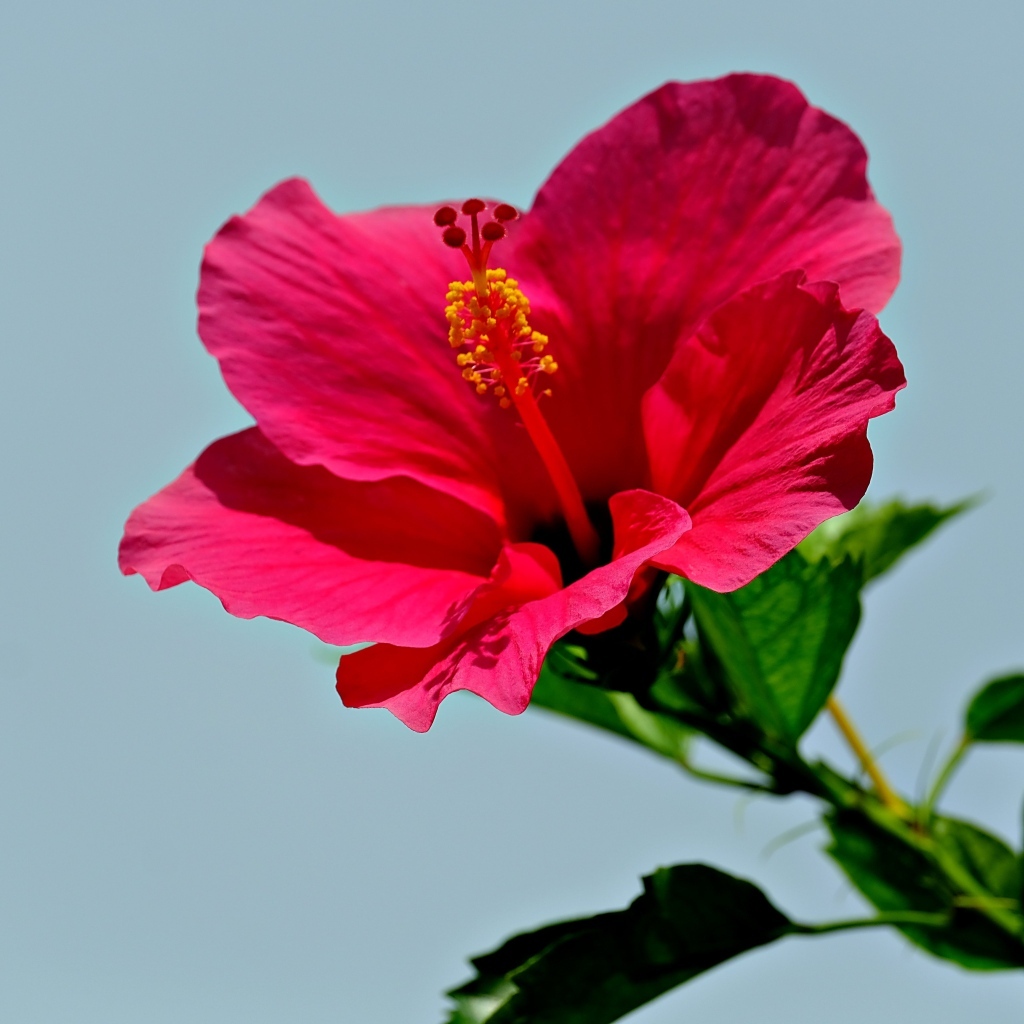 Красивый красный цветок гибискуса на голубом фоне
