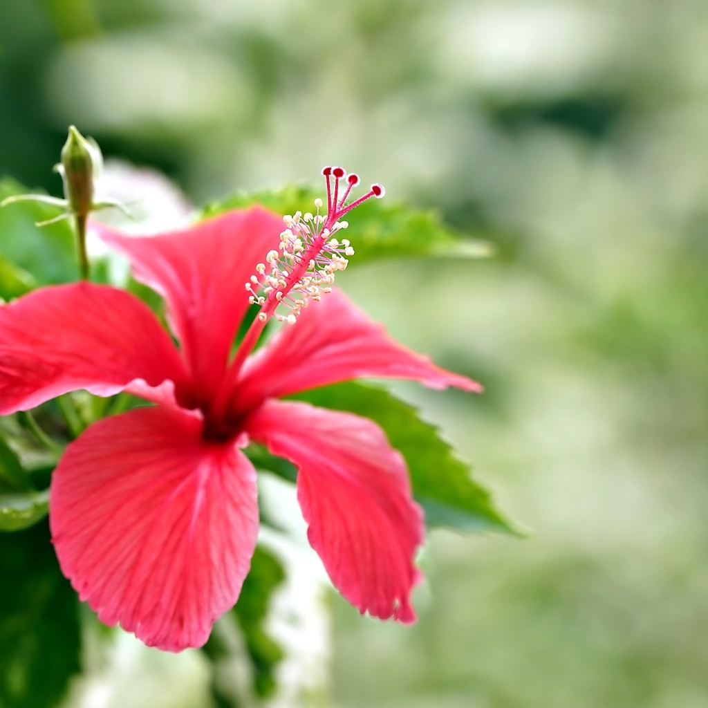 Красивый красный гибискус с бутонами и зелеными листьями