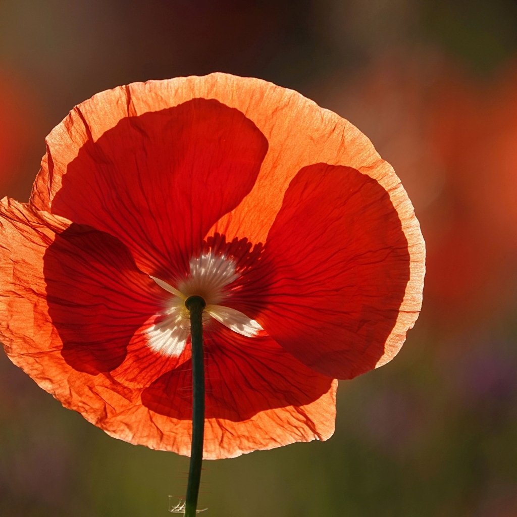 Красивый красный цветок мака в лучах солнца