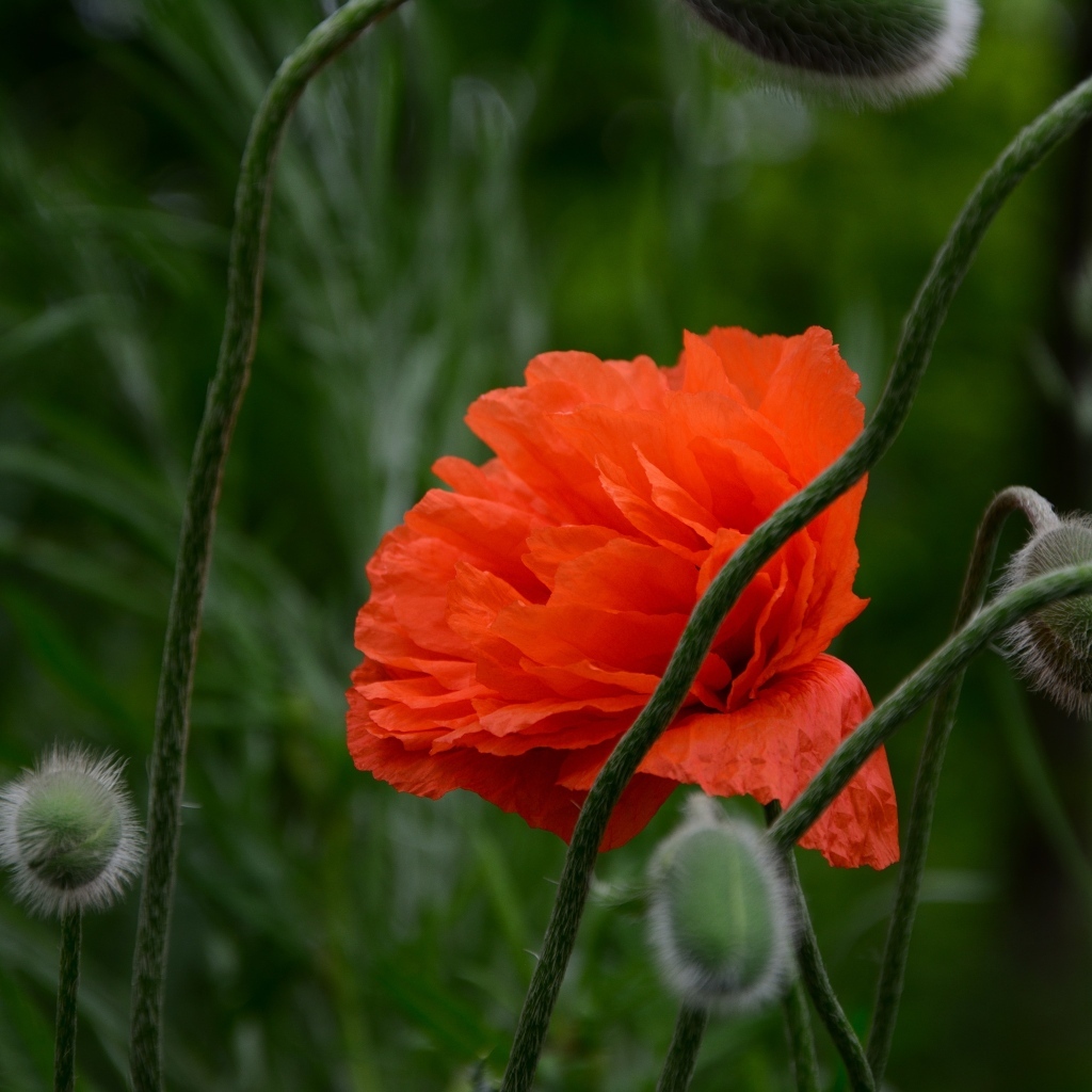 Красивый красный мак с бутонами крупным планом