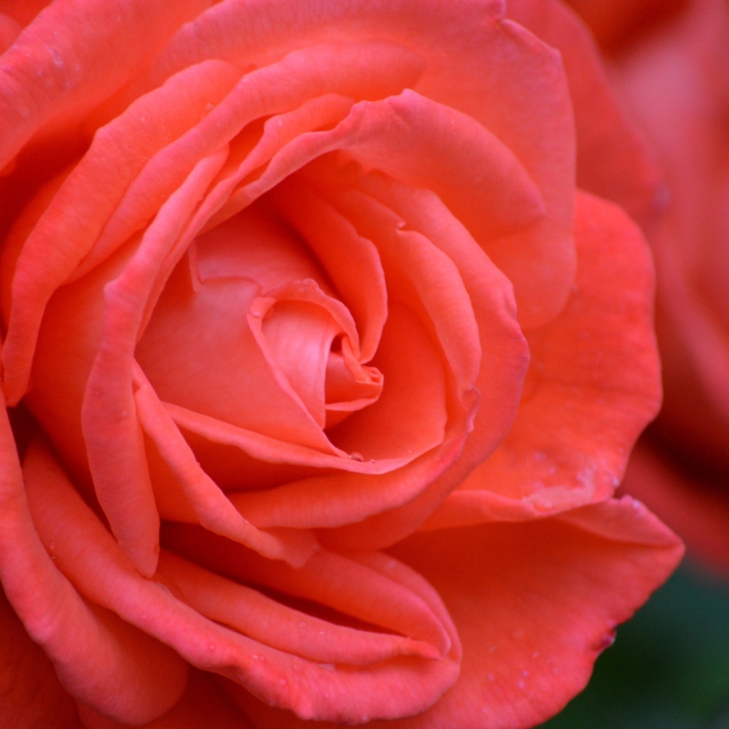 Цветок красивой красной розы крупным планом