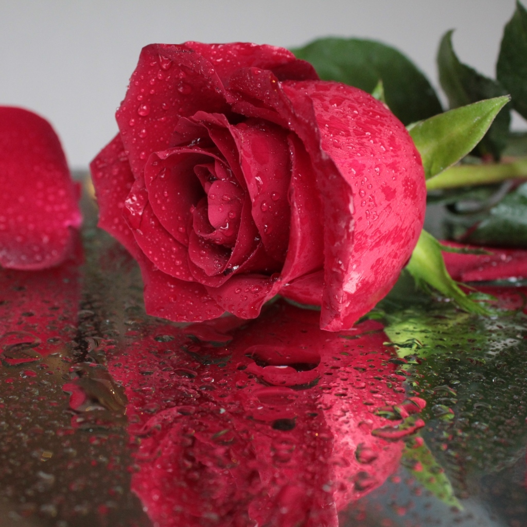 Красивый красный цветок розы на мокрой поверхности