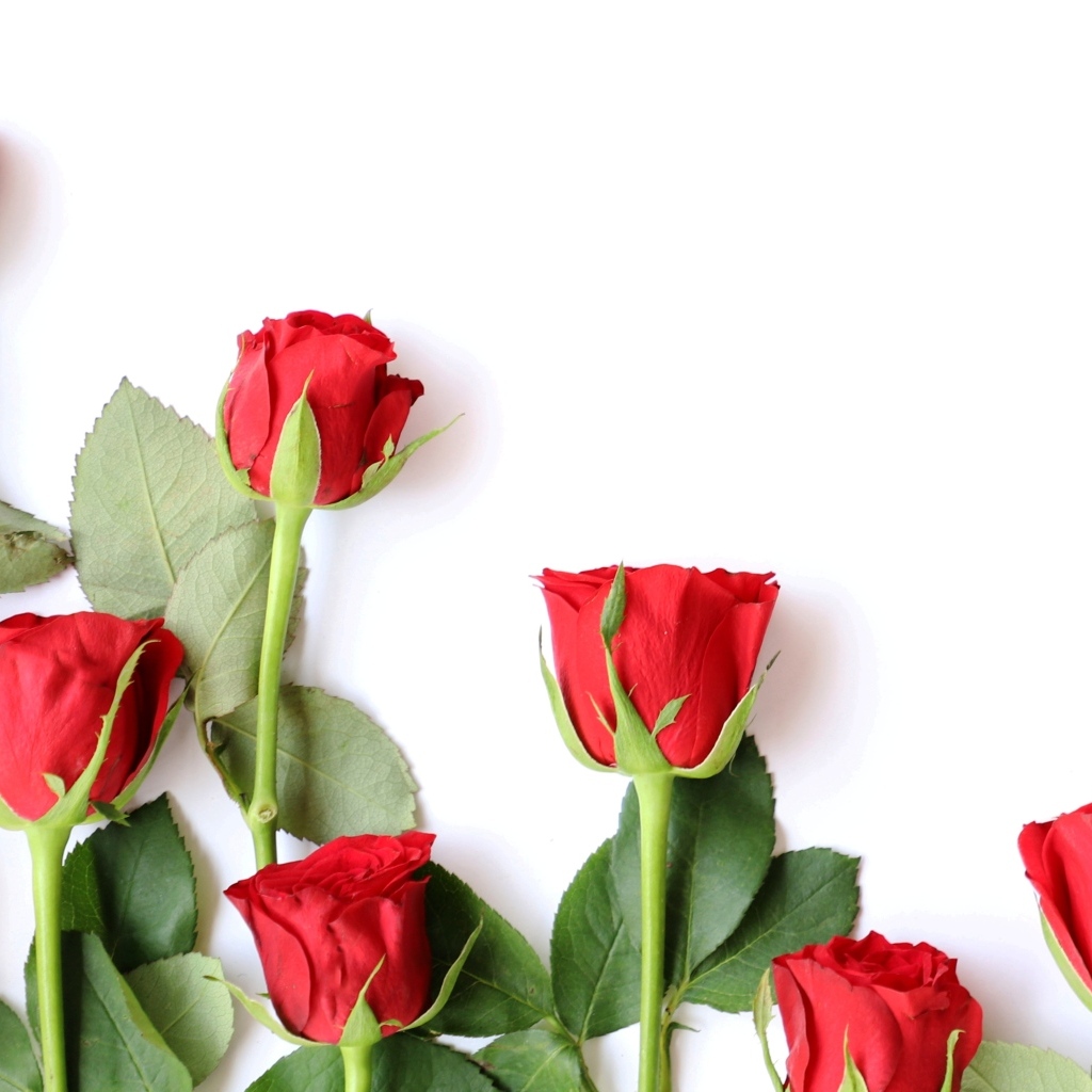 Красивые красные розы разложены на белом фоне