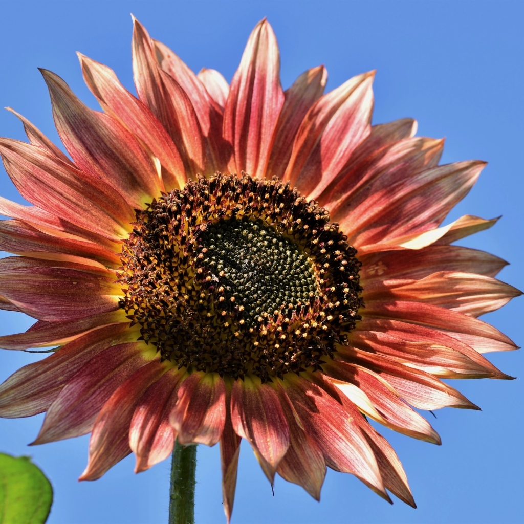 Красивый красный подсолнух на голубом фоне