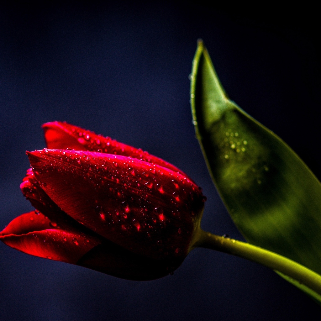 Красивый красный тюльпан с зеленым листом в каплях росы