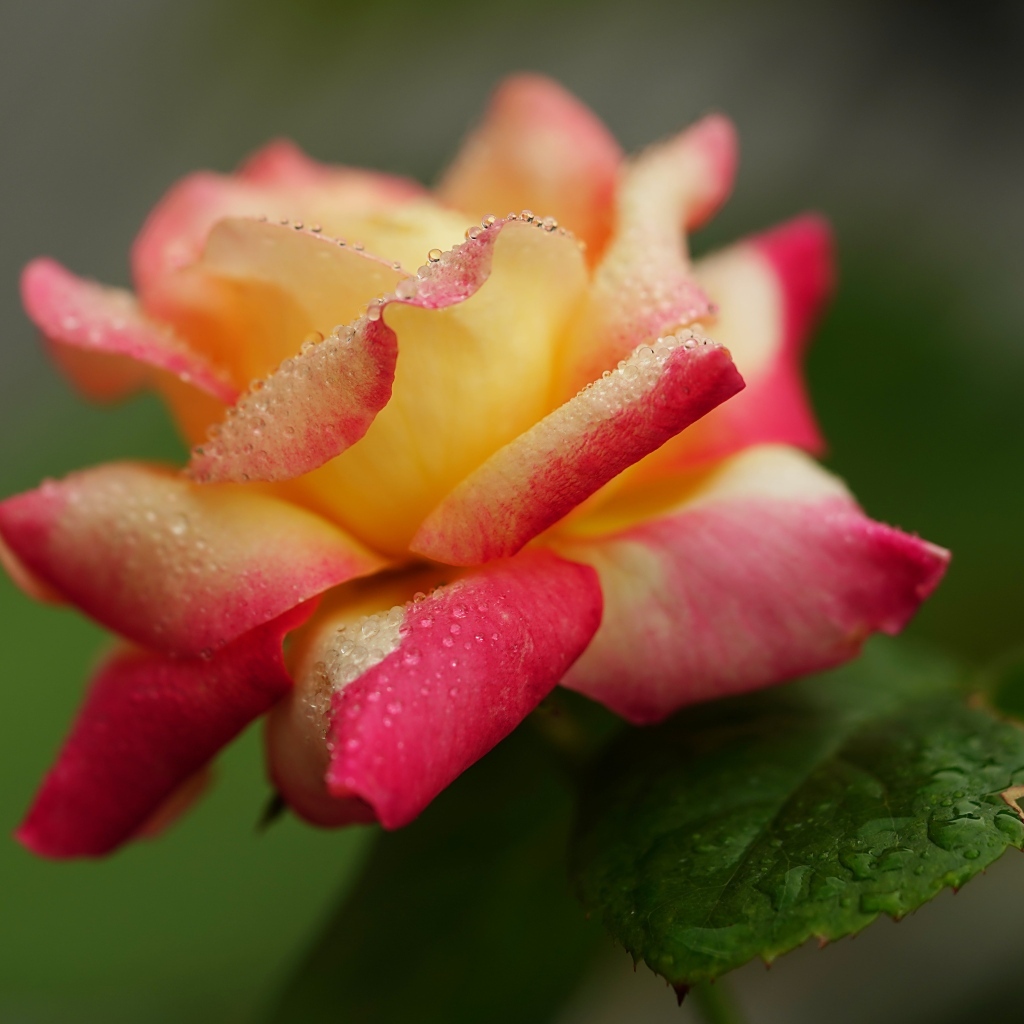 Красивая роза в каплях росы утром