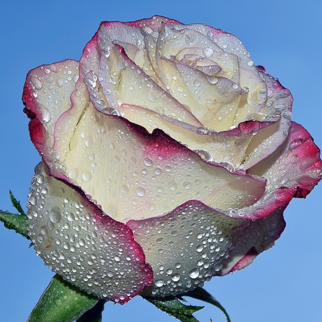 Красивая роза в каплях росы на голубом фоне