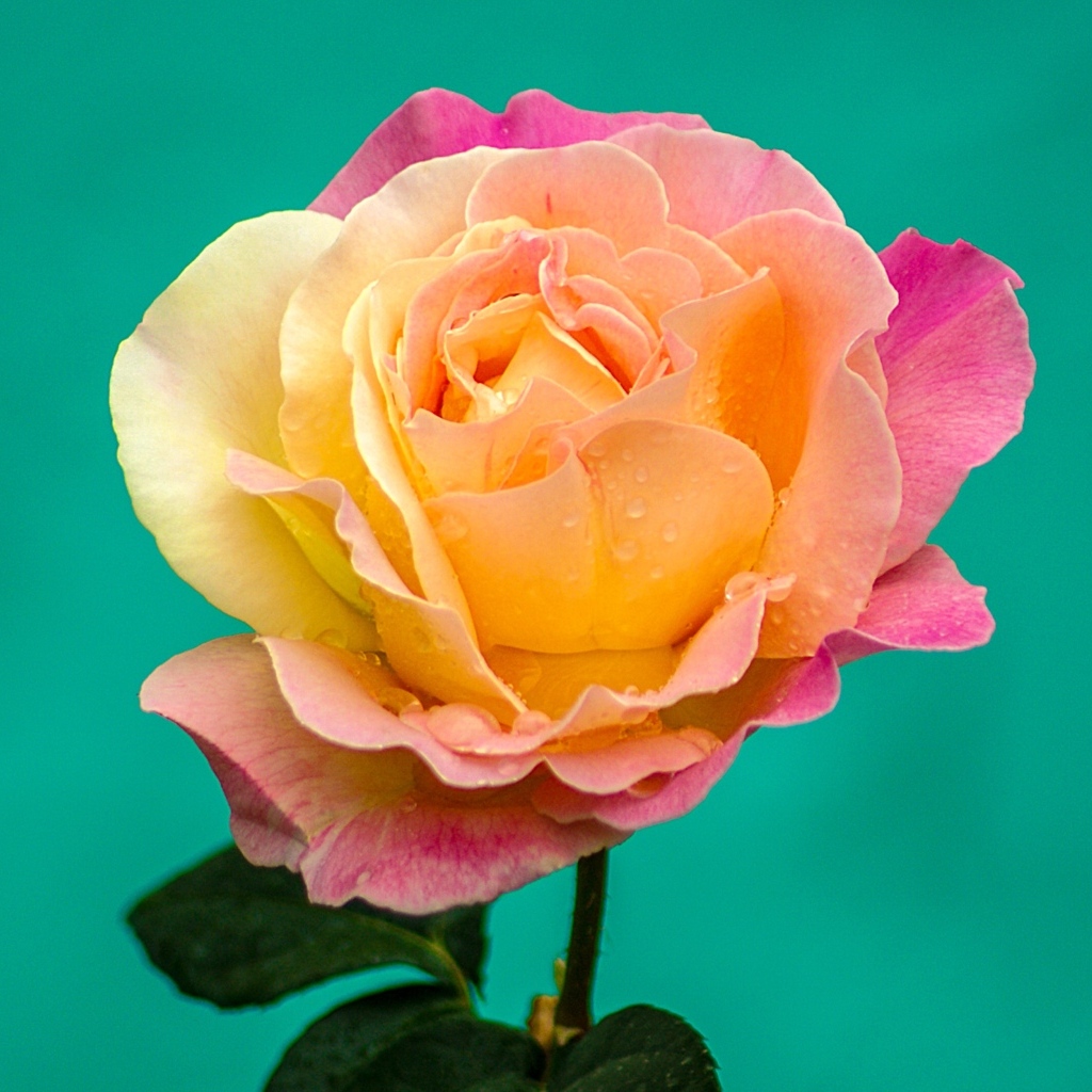 Красивая роза на голубом фоне