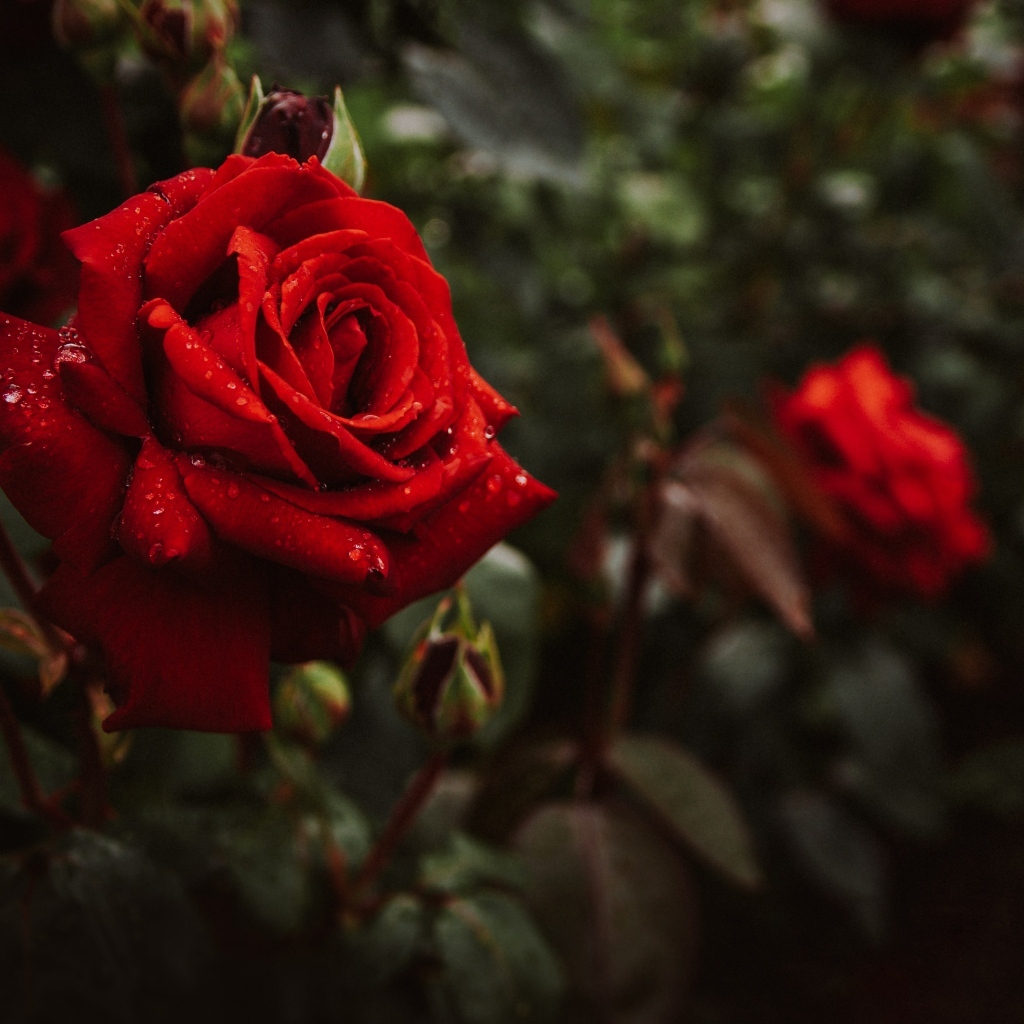 Красивая алая парковая роза с бутонами