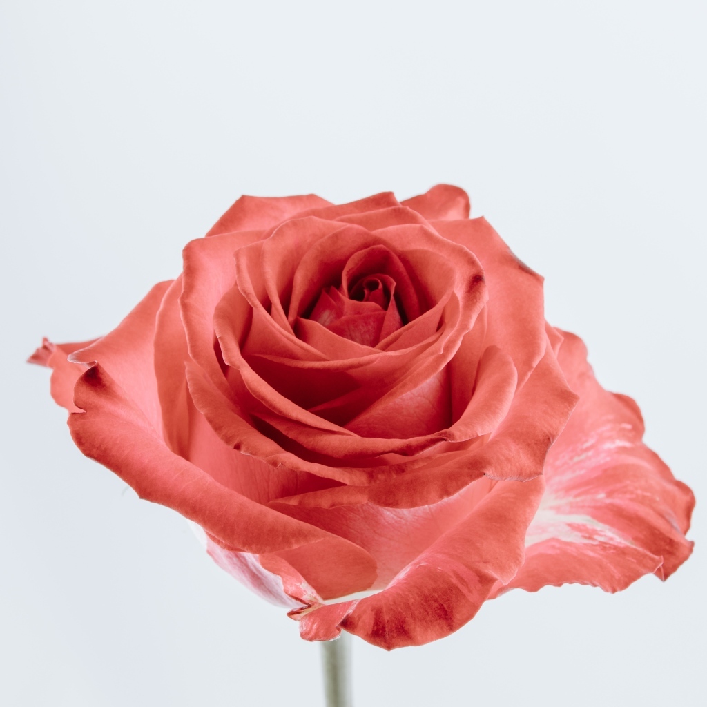 Красивая алая роза на сером фоне крупным планом