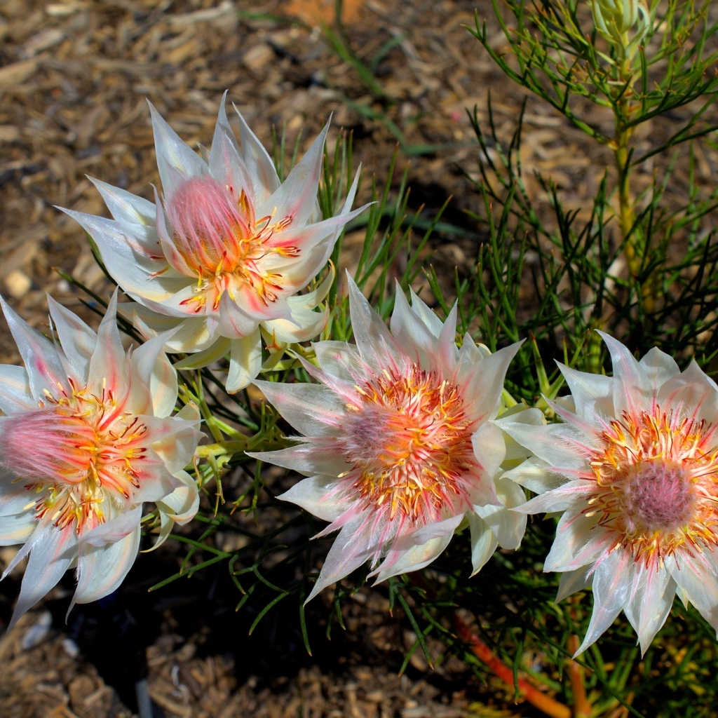 Красивые цветы серрурия на земле