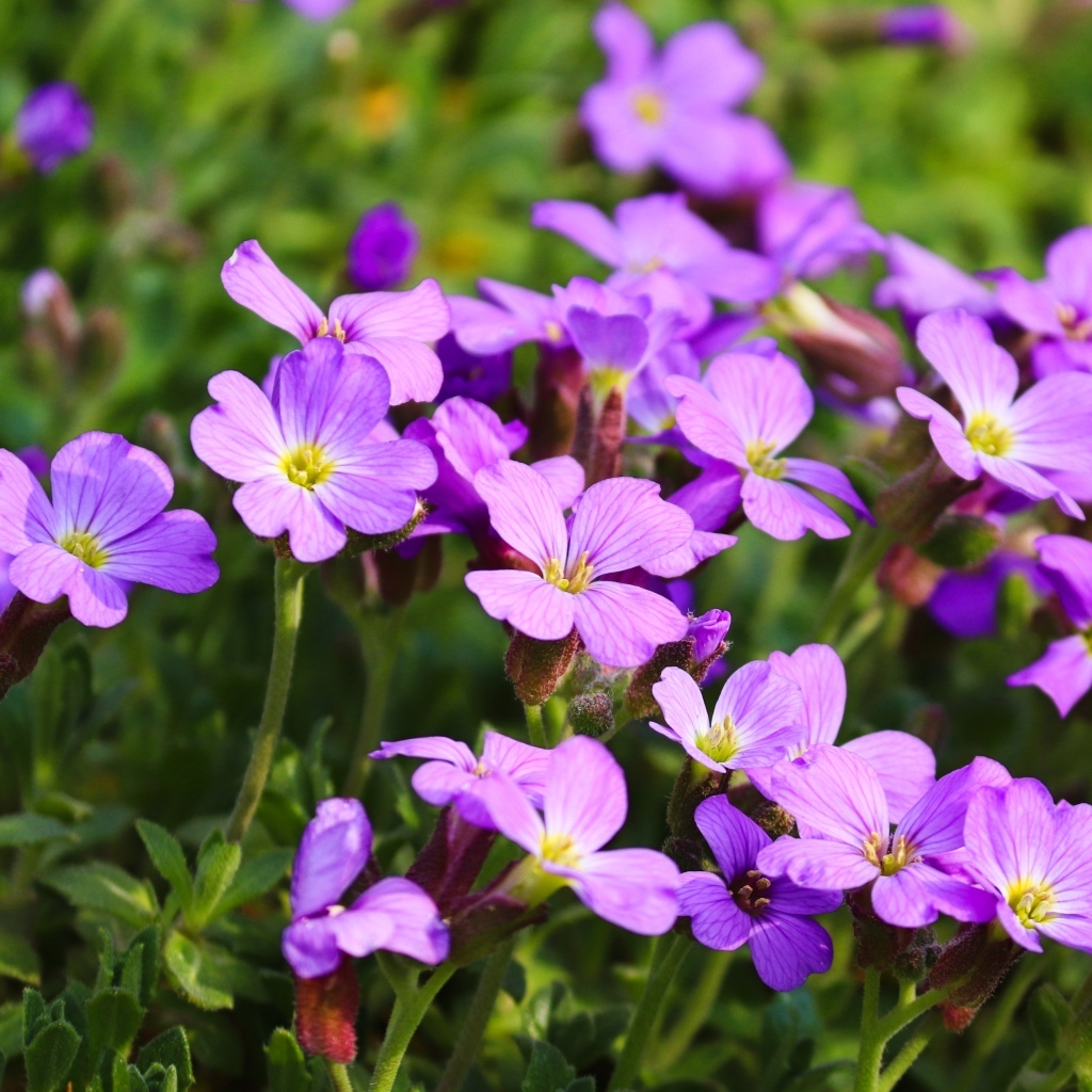 Красивые маленькие цветы гипсофила на клумбе