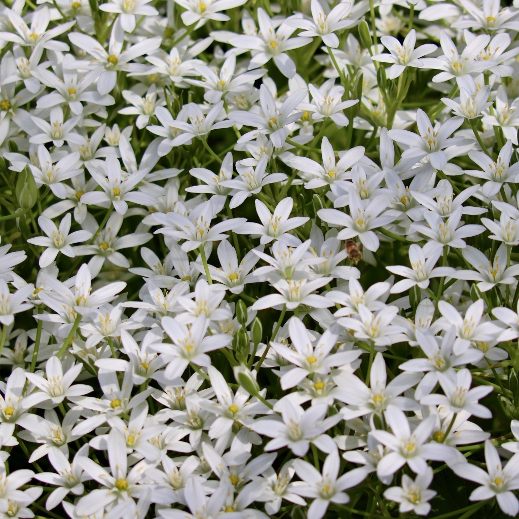 Красивые маленькие белые цветы молочница