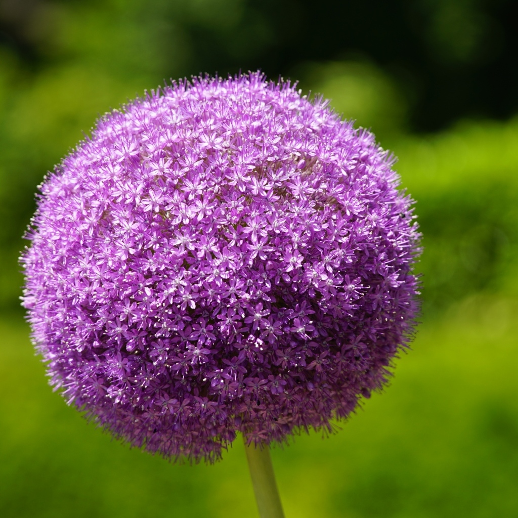 Красивый шаровидный цветок аллиум