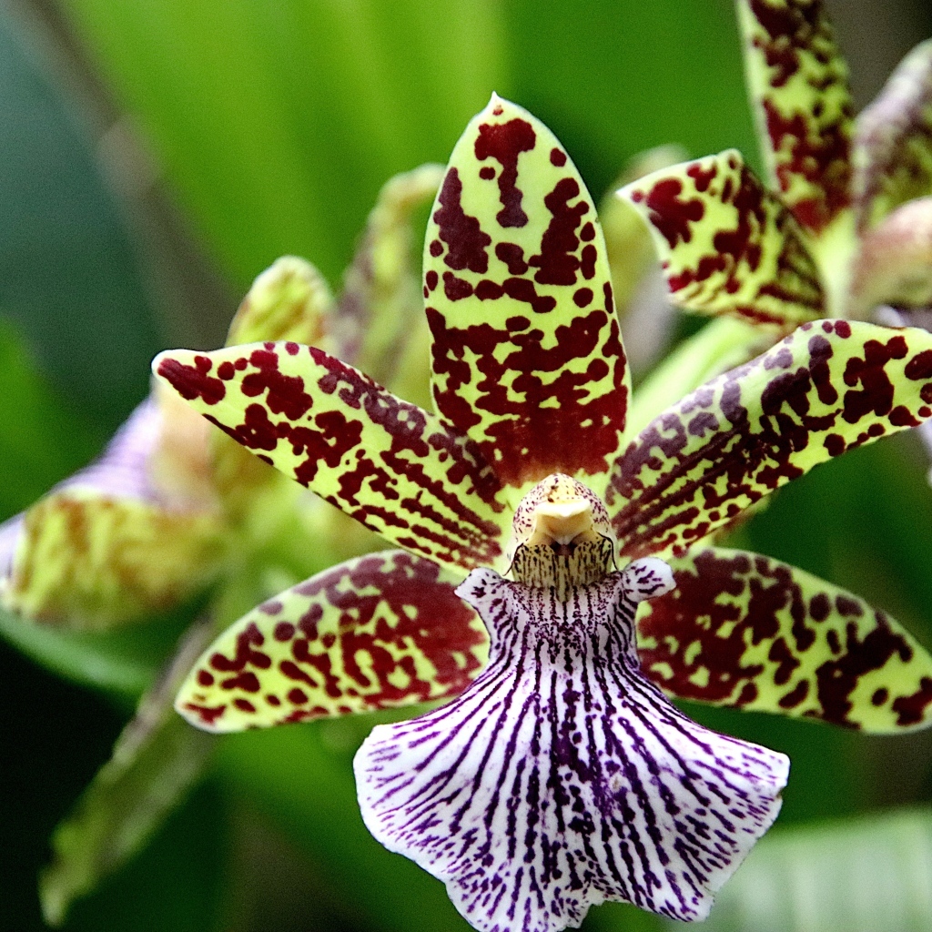 Красивая пятнистая экзотическая орхидея