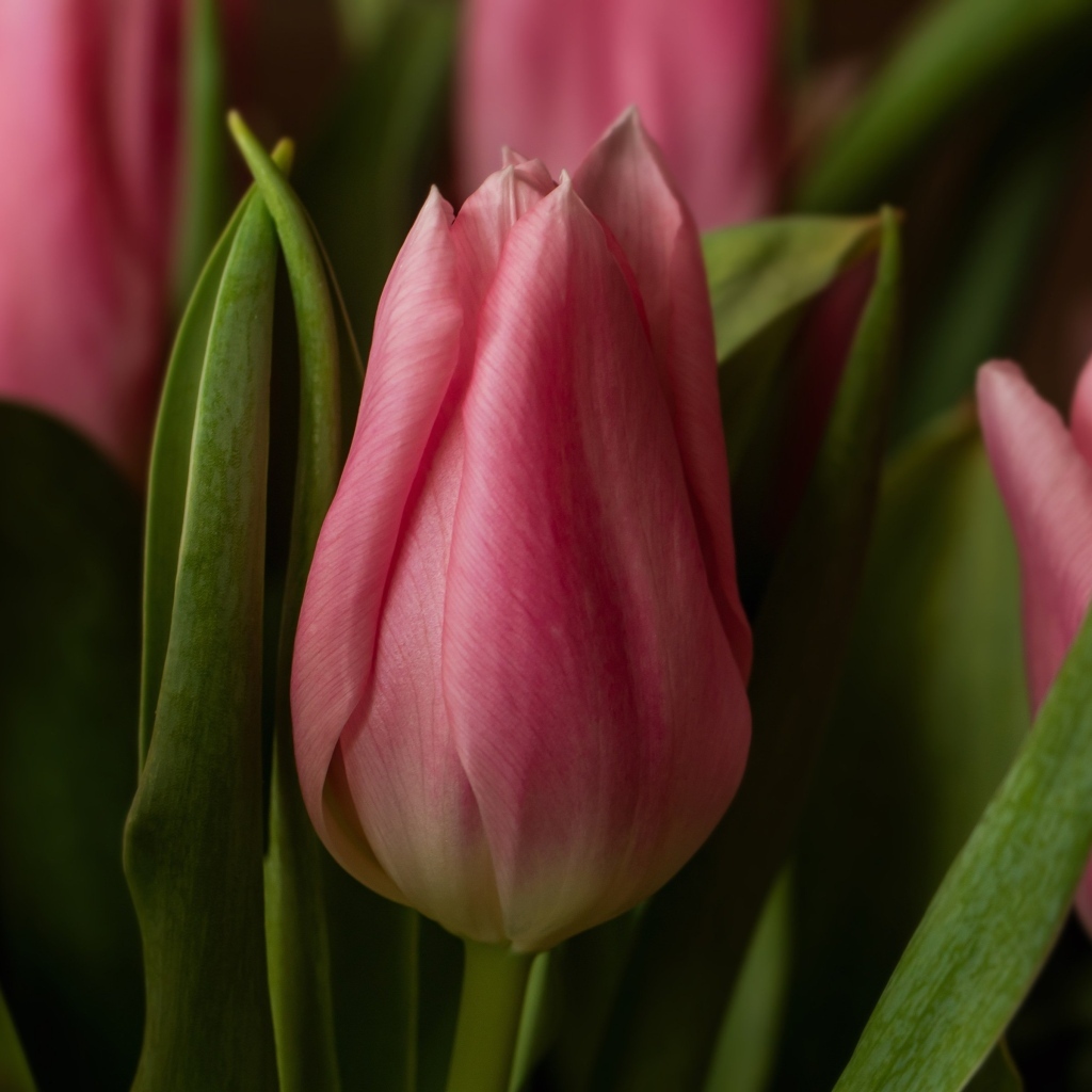 Красивые весенние розовые цветы тюльпана