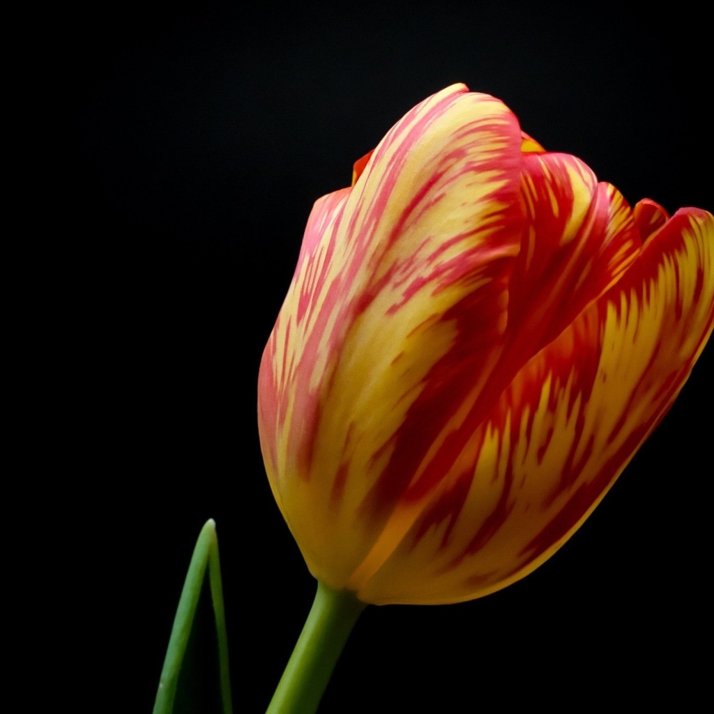 Красивый тюльпан на черном фоне